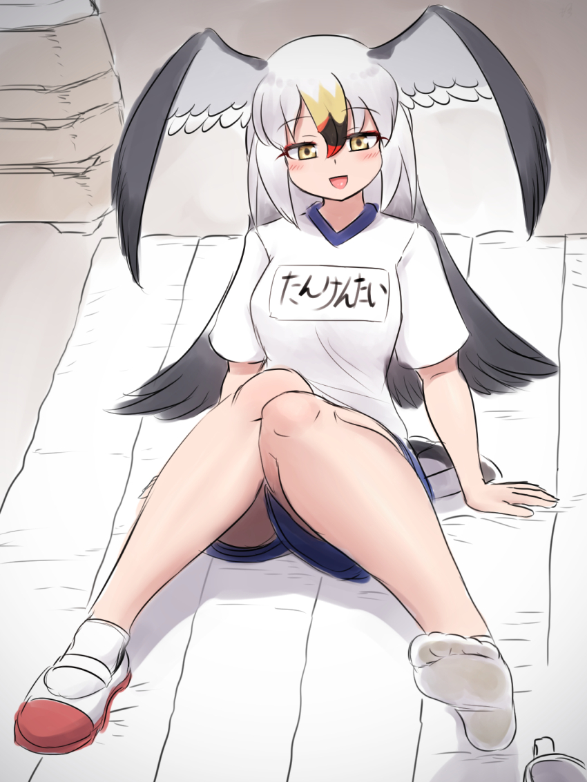 Black-Tailed Gull (Kemono Friends) Rule 34 Image