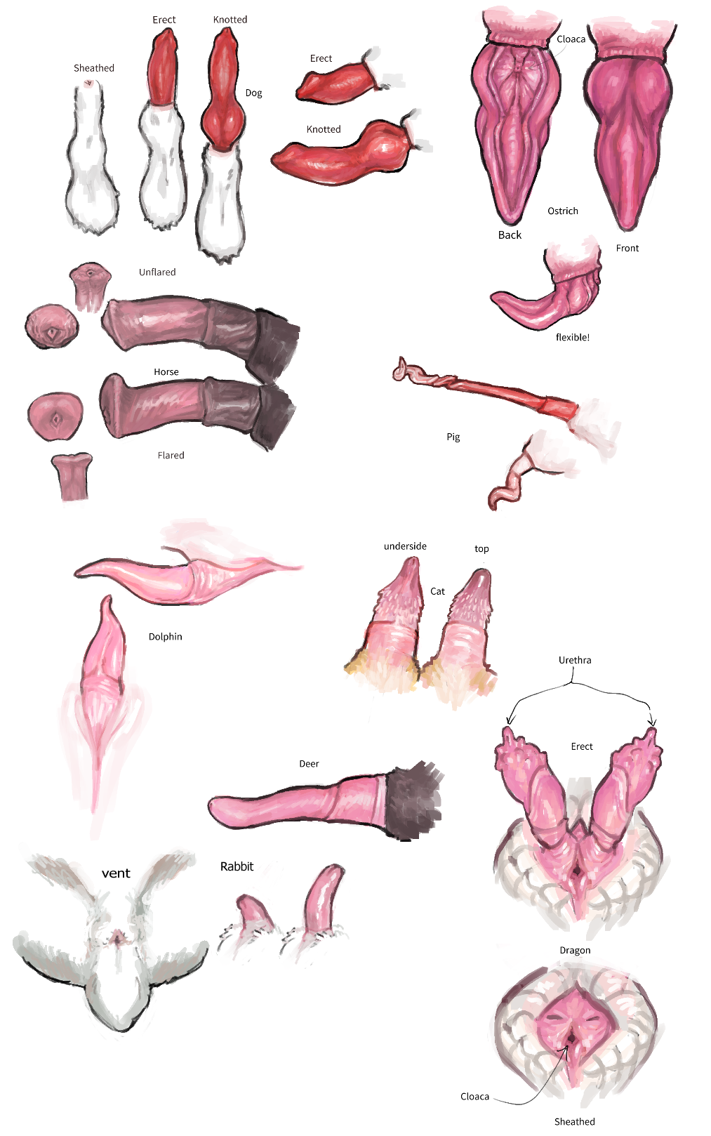 Animal Penis Rule 34 Image