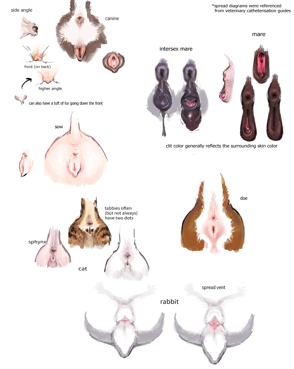 Animal Pussy Rule 34 Image