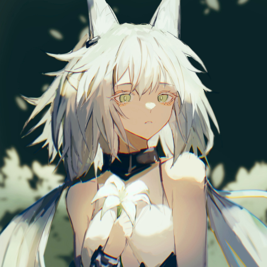 Rosmontis (Arknights) Rule 34 Image