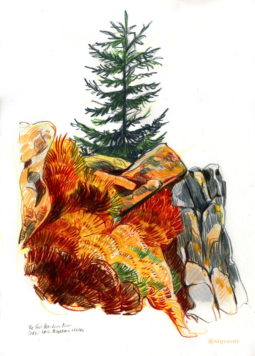 Conifer Rule 34 Image