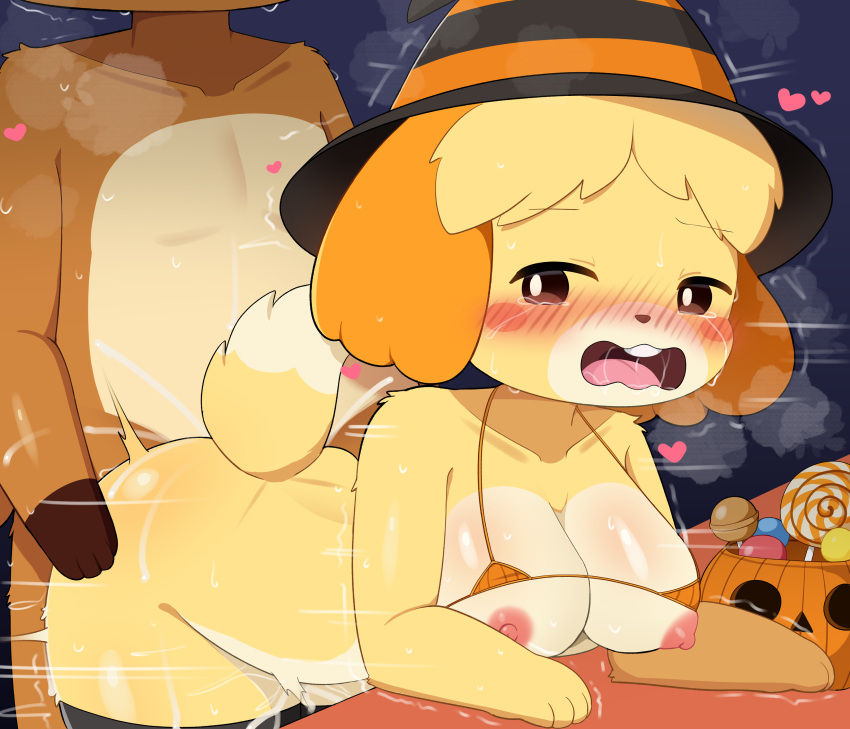 Isabelle (Animal Crossing) Rule 34 Image