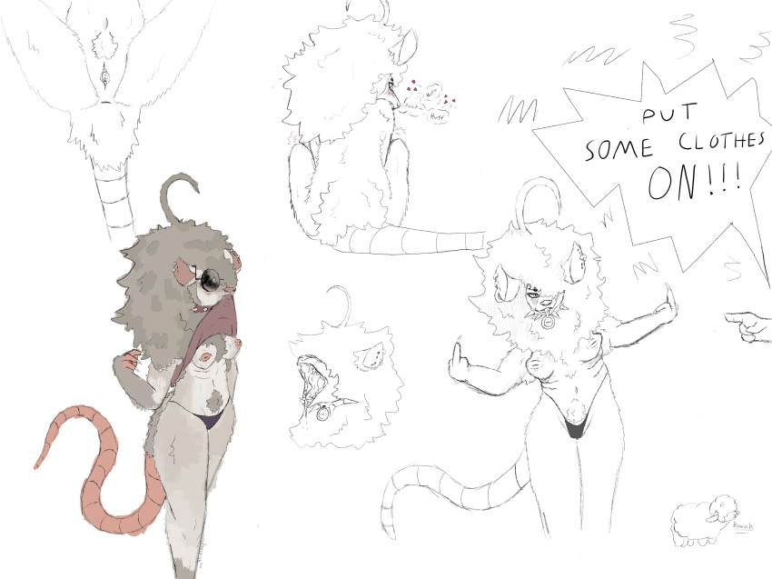 American Opossum Rule 34 Image