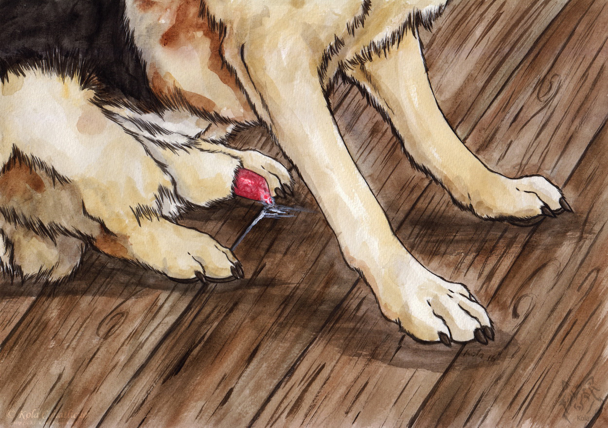 Animal Genitalia Rule 34 Image