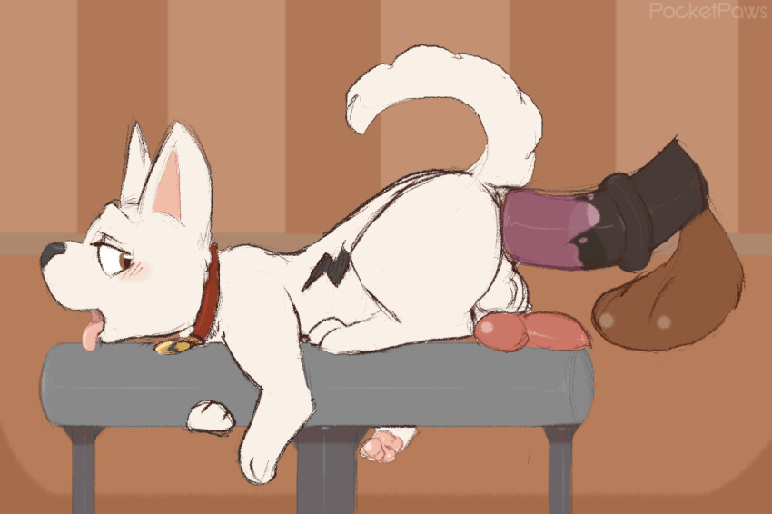Bolt (Bolt) Rule 34 Image
