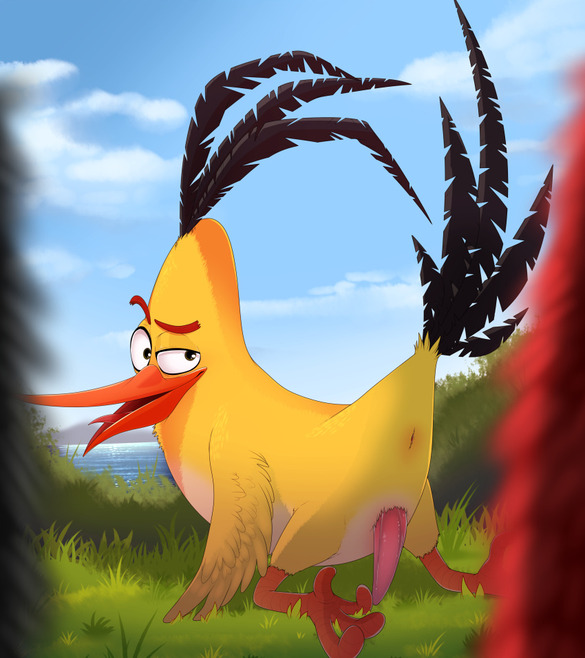 Chuck (Angry Birds) Rule 34 Image