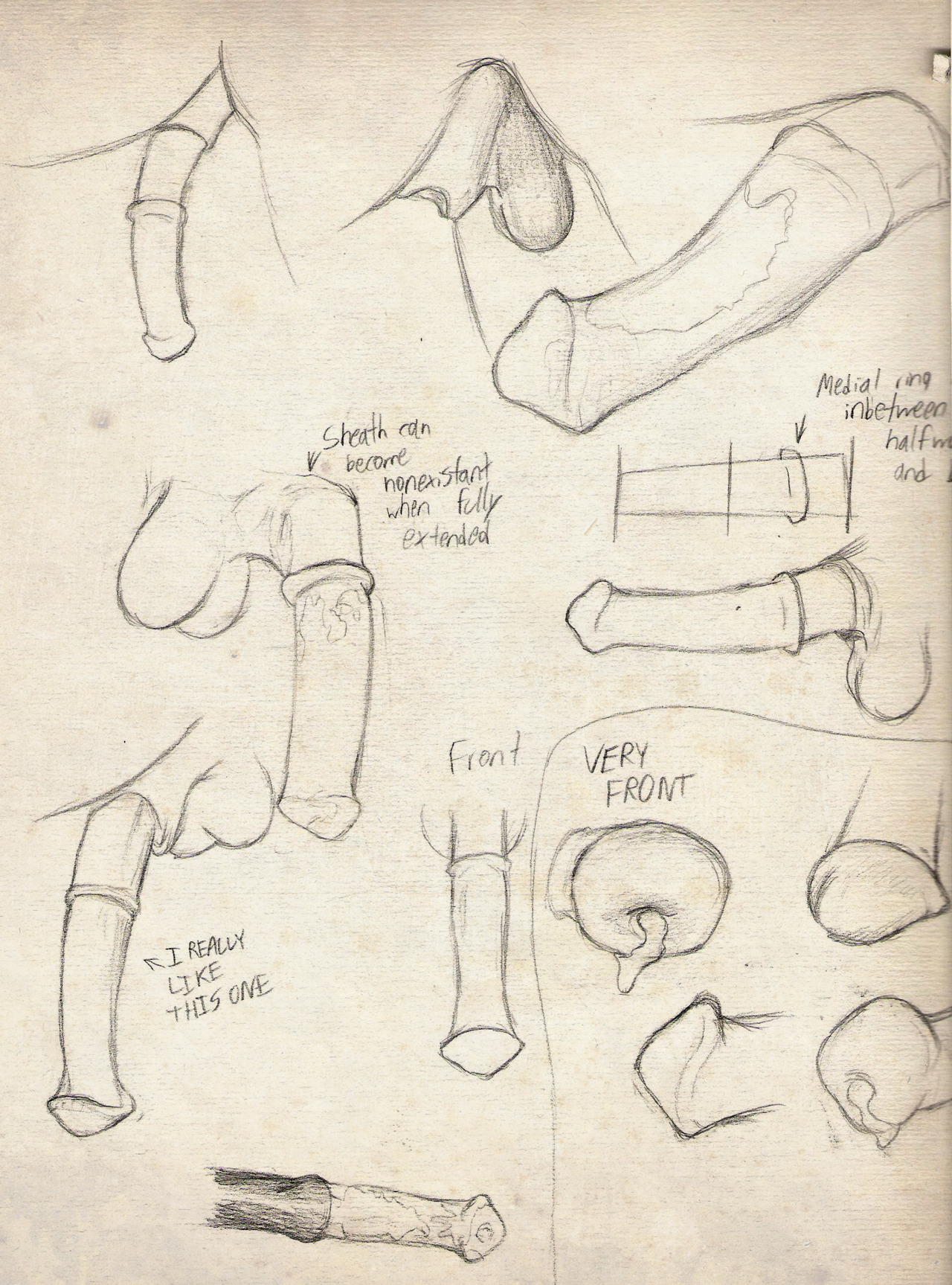 Animal Genitalia Rule 34 Image