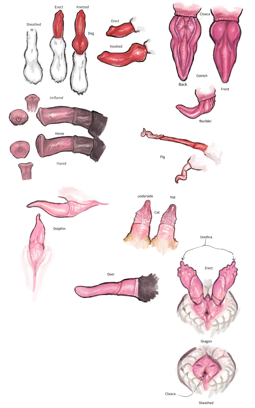Anatomically Correct Rule 34 Image