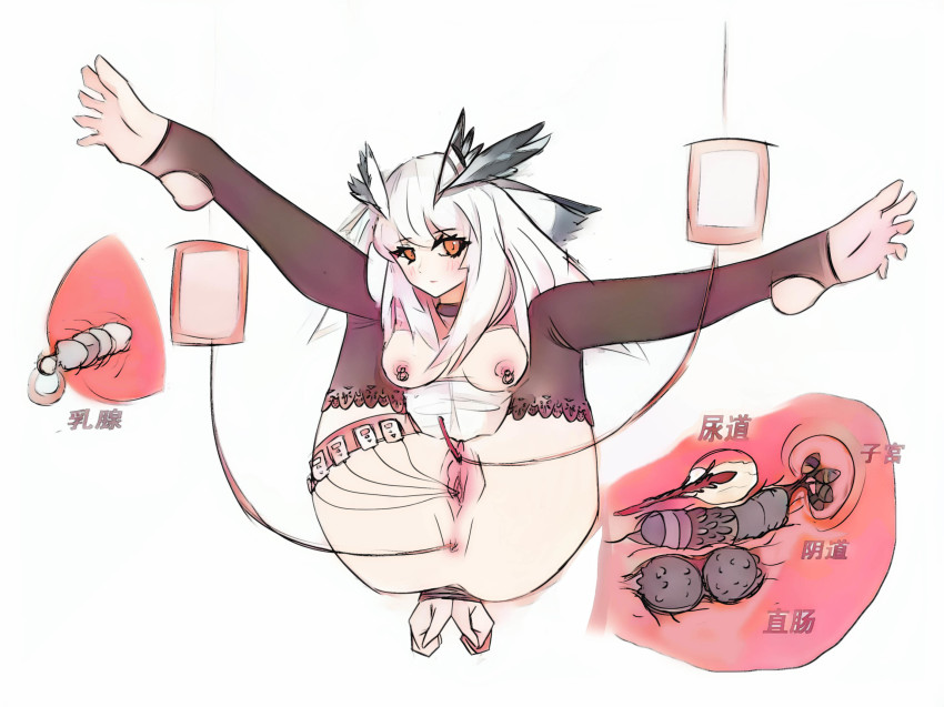 Ptilopsis (Arknights) Rule 34 Image