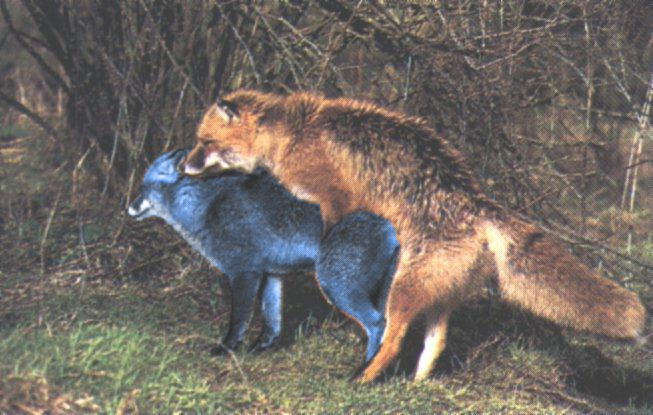 Fox Mccloud (Star Fox) Rule 34 Image