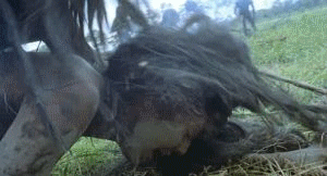 Cannibal Holocaust Rule 34 Image