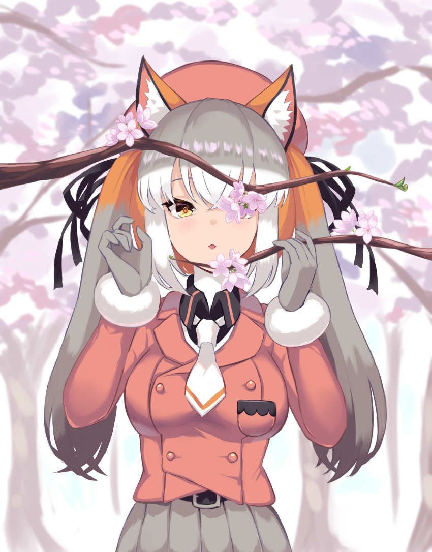 Island Fox (Kemono Friends) Rule 34 Image