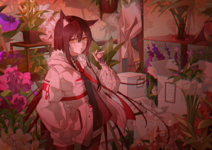 Texas (Arknights) Rule 34 Image