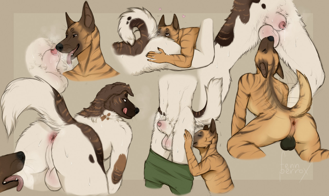 Aidi Dog Rule 34 Image