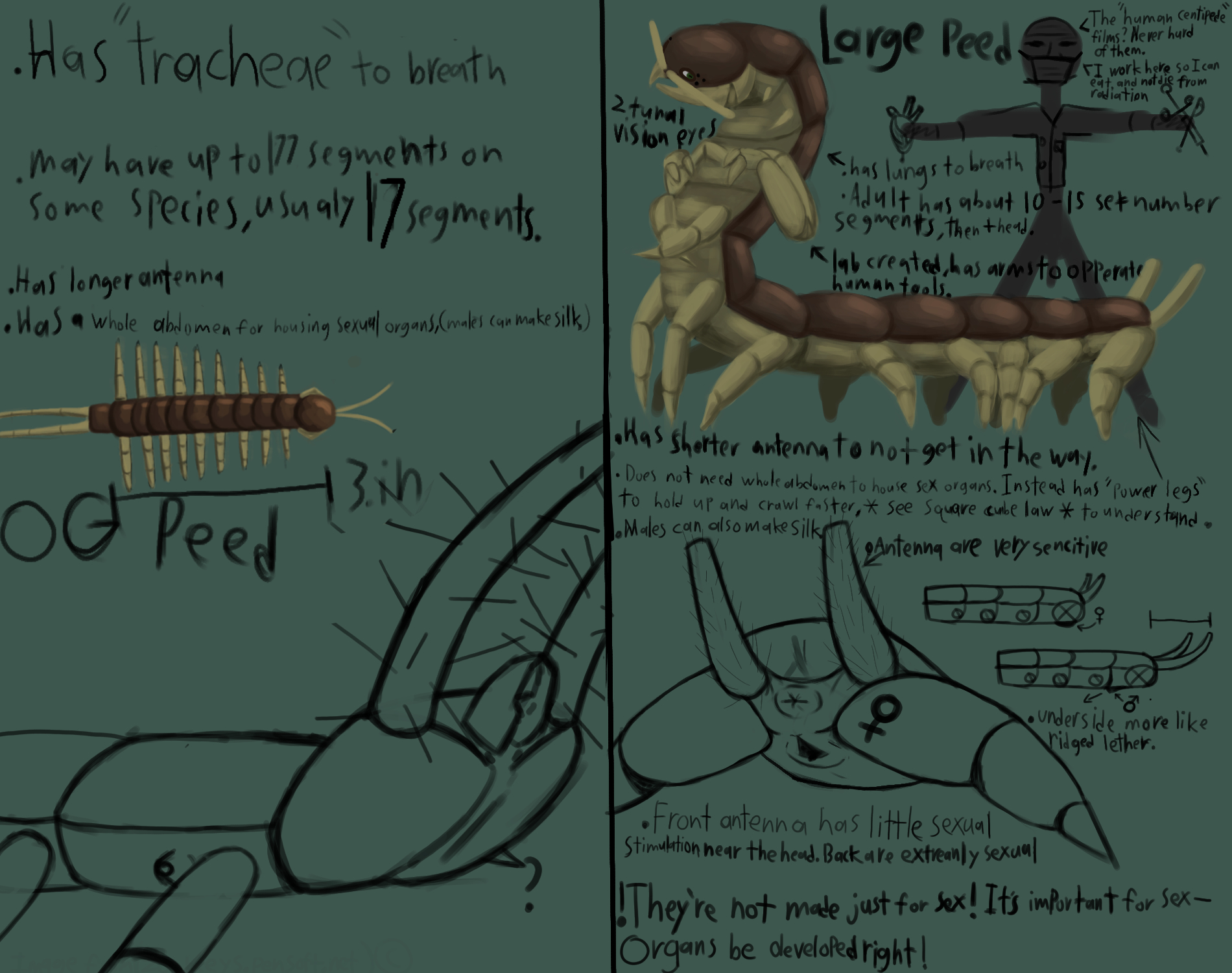Antennae (Anatomy) Rule 34 Image