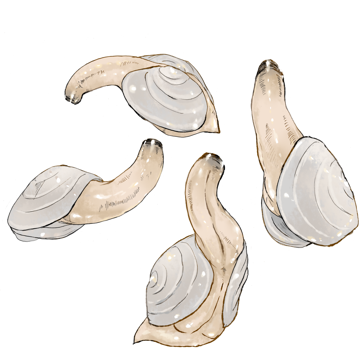 Geoduck Rule 34 Image