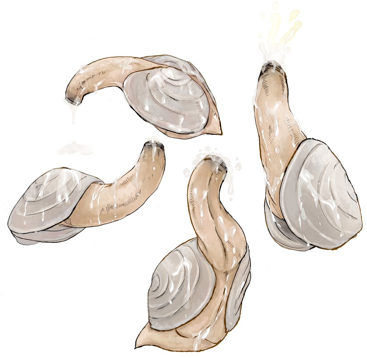 Geoduck Rule 34 Image