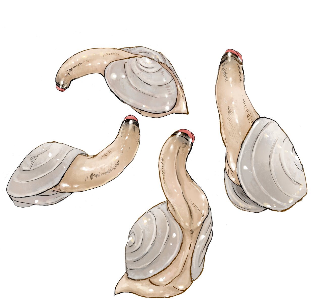 Geoduck Rule 34 Image
